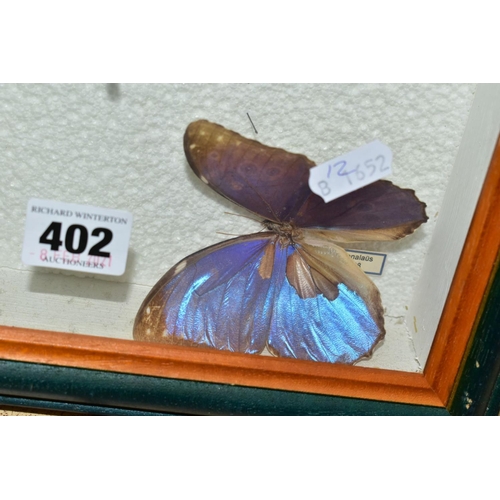 402 - FOUR GLAZED DISPLAY CASES, containing various butterflies, moths and dried flowers, to include 'Papi... 