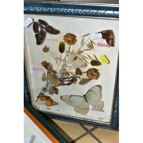 402 - FOUR GLAZED DISPLAY CASES, containing various butterflies, moths and dried flowers, to include 'Papi... 