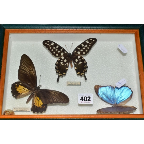 402 - FOUR GLAZED DISPLAY CASES, containing various butterflies, moths and dried flowers, to include 'Papi... 