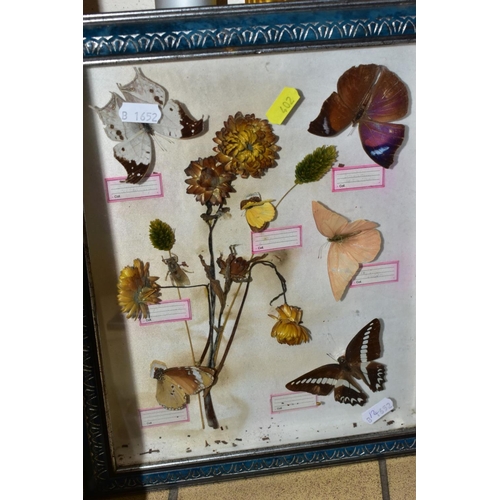 402 - FOUR GLAZED DISPLAY CASES, containing various butterflies, moths and dried flowers, to include 'Papi... 