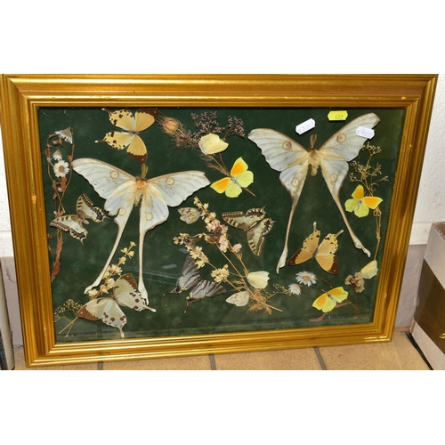 402 - FOUR GLAZED DISPLAY CASES, containing various butterflies, moths and dried flowers, to include 'Papi... 