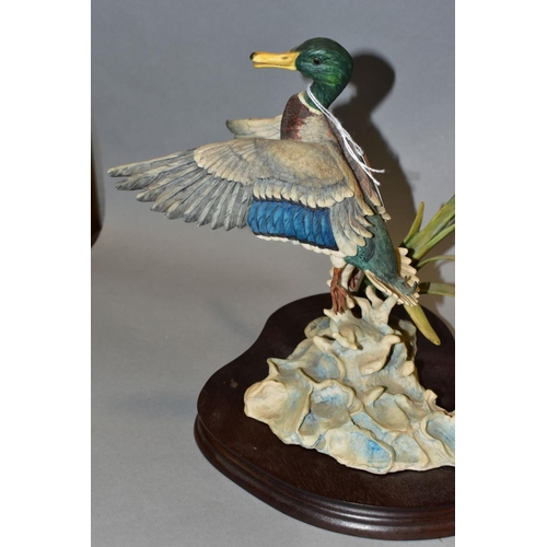 404 - A LIMITED EDITION BORDER FINE ARTS SCULPTURE, 'Rising Mallard' L68, modelled by Frank Falco (signed ... 