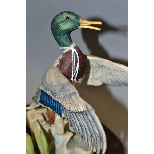 404 - A LIMITED EDITION BORDER FINE ARTS SCULPTURE, 'Rising Mallard' L68, modelled by Frank Falco (signed ... 