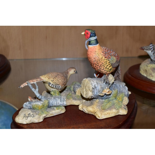 408 - THREE BORDER FINE ARTS SCULPTURES, 'Cock Pheasant' R821 and 'Hen Pheasant and chicks' RB22, both by ... 