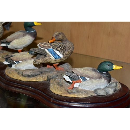 409 - A LIMITED EDITION BORDER FINE ARTS SCULPTURE, 'Sunny Afternoon' (ducks) A1872, modelled by Richard R... 