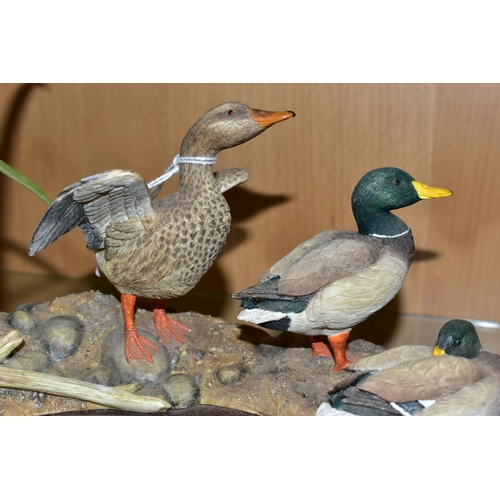 409 - A LIMITED EDITION BORDER FINE ARTS SCULPTURE, 'Sunny Afternoon' (ducks) A1872, modelled by Richard R... 