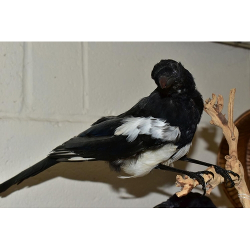 415 - TAXIDERMY - Two magpies mounted perching in branches and on a circular base, height 39.5cm, together... 