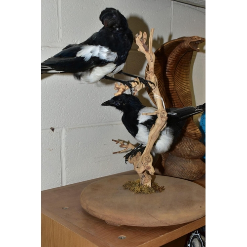 415 - TAXIDERMY - Two magpies mounted perching in branches and on a circular base, height 39.5cm, together... 