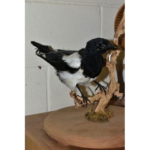 415 - TAXIDERMY - Two magpies mounted perching in branches and on a circular base, height 39.5cm, together... 