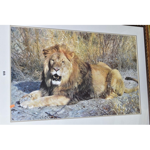 510 - ASSORTED FRAMED PRINTS, to include Karl Brenders limited edition print of a Lion 'Kalahari', signed ... 