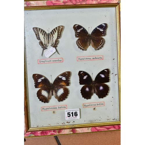 516 - FOUR GLAZED DISPLAY CASES OF BUTTERFLIES, two cases with name labels, including Hypolimnas bolina, G... 