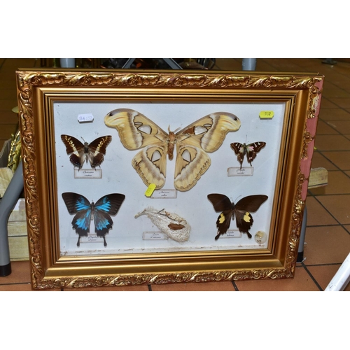 532 - TWO GLAZED DISPLAY CASES OF BUTTERFLIES AND MOTHS, one with named species, includes Attacus atlas (A... 