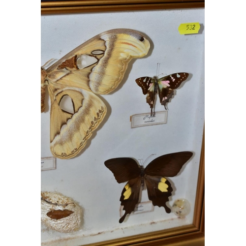 532 - TWO GLAZED DISPLAY CASES OF BUTTERFLIES AND MOTHS, one with named species, includes Attacus atlas (A... 