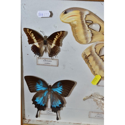 532 - TWO GLAZED DISPLAY CASES OF BUTTERFLIES AND MOTHS, one with named species, includes Attacus atlas (A... 