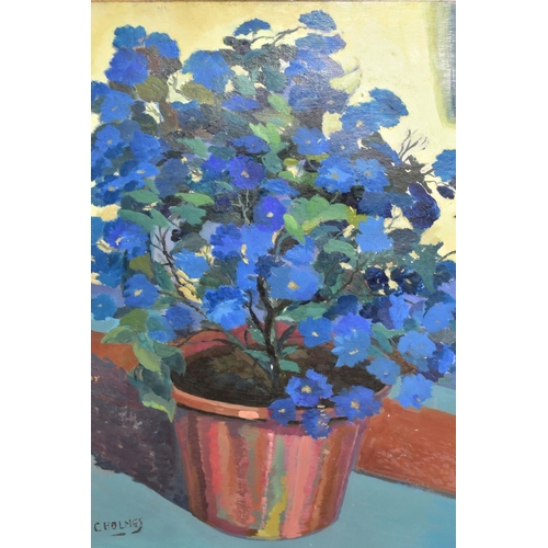 614 - CHARLES HOLMES 'CINERARIA', a still life study of a blue flowering plant in a pot, signed bottom lef... 