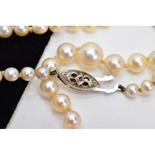 29 - A CULTURED PEARL STRAND NECKLET, designed with a row of graduated cultured pearls, measuring approxi... 