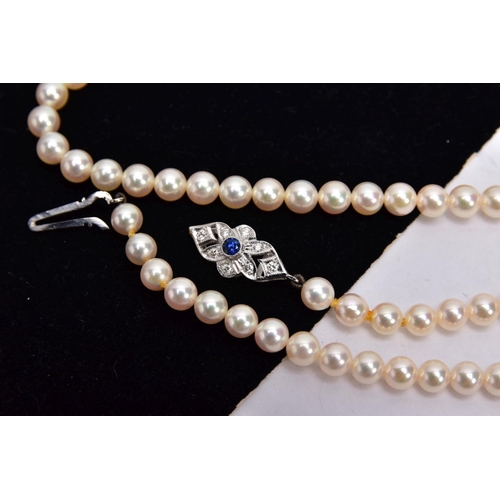 210 - A MODERN SINGLE ROW OF CULTURED PEARLS STRUNG TO AN 18CT WHITE GOLD DIAMOND AND SAPPHIRE CLASP, Akoy... 