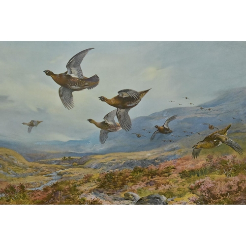 401 - AFTER ARCHIBALD THORBURN (1860-1935) 'GROUSE TAKING FLIGHT',  a print bearing a signature to lower m... 