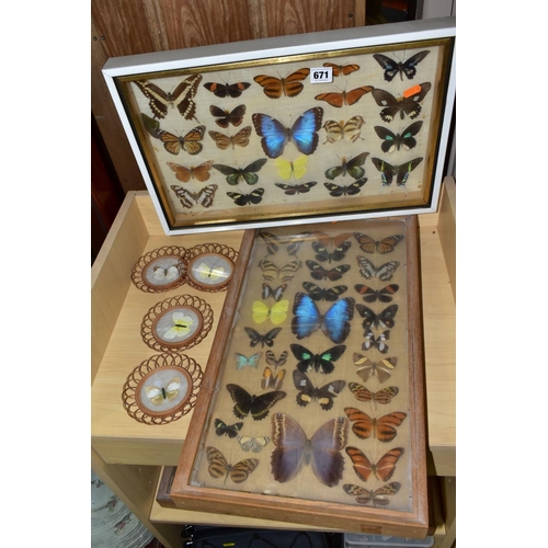 671 - THREE DISPLAY CASES CONTAINING BUTTERFLIES AND MOTH SPECIMENS, together with four circular framed bu... 