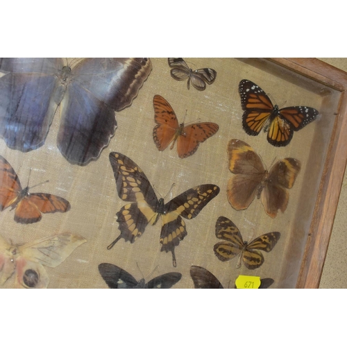 671 - THREE DISPLAY CASES CONTAINING BUTTERFLIES AND MOTH SPECIMENS, together with four circular framed bu... 