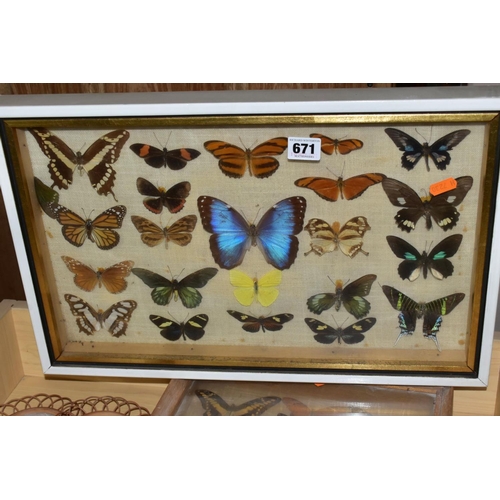 671 - THREE DISPLAY CASES CONTAINING BUTTERFLIES AND MOTH SPECIMENS, together with four circular framed bu... 