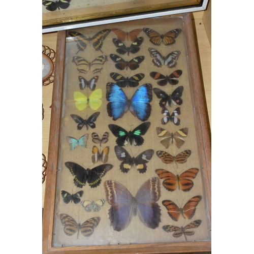 671 - THREE DISPLAY CASES CONTAINING BUTTERFLIES AND MOTH SPECIMENS, together with four circular framed bu... 