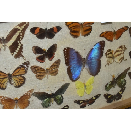 671 - THREE DISPLAY CASES CONTAINING BUTTERFLIES AND MOTH SPECIMENS, together with four circular framed bu... 