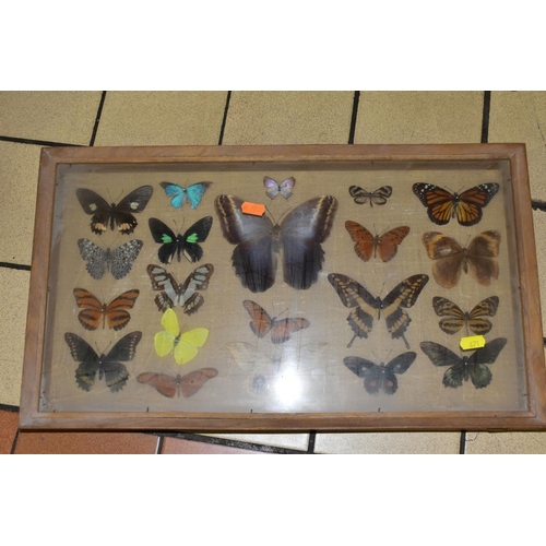 671 - THREE DISPLAY CASES CONTAINING BUTTERFLIES AND MOTH SPECIMENS, together with four circular framed bu... 