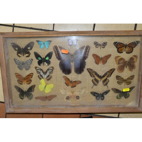 671 - THREE DISPLAY CASES CONTAINING BUTTERFLIES AND MOTH SPECIMENS, together with four circular framed bu... 