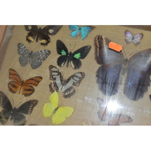 671 - THREE DISPLAY CASES CONTAINING BUTTERFLIES AND MOTH SPECIMENS, together with four circular framed bu... 