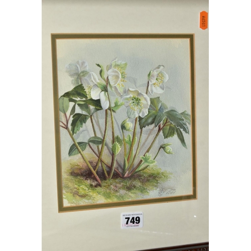 749 - JOY CODD (BRITISH CONTEMPORARY), a pair of watercolours depicting wild flowers, signed bottom right,... 