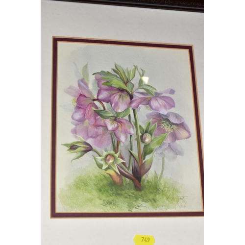 749 - JOY CODD (BRITISH CONTEMPORARY), a pair of watercolours depicting wild flowers, signed bottom right,... 