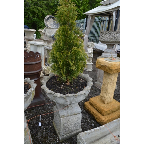 966 - A PAIR OF COMPOSITE ACANTHUS LEAF GARDEN URNS, containing a arborvitae plant, on a separate square p... 