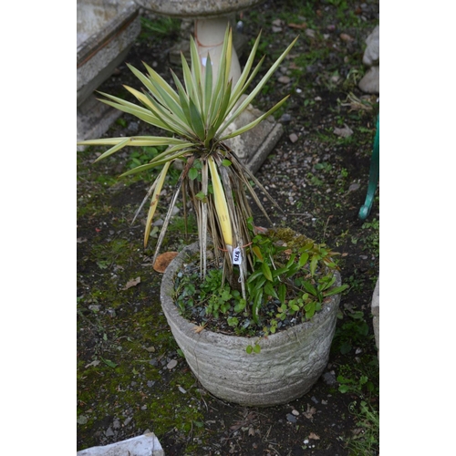 975 - A COMPOSITE CIRCULAR BARREL EFFECT PLANTER containing an aloe yukker plant, and a square planter (2)