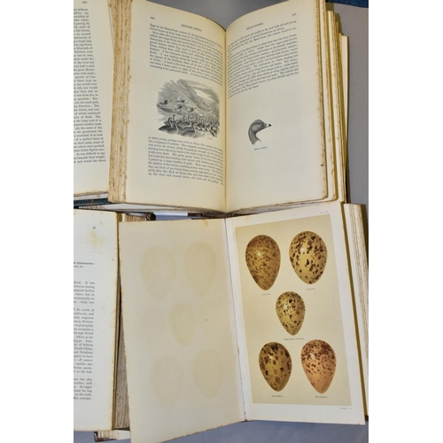 441 - SEEBOHM (HENRY) A HISTORY OF BRITISH BIRDS with coloured illustrations of their eggs, four volumes, ... 