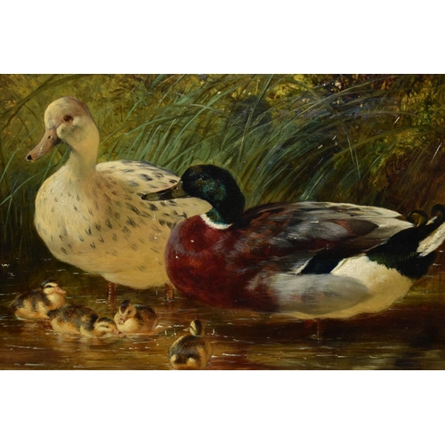 561 - JOHN FREDERICK HERRING (SENIOR 1795 - 1865) DUCKS AND DUCKLINGS IN WATER, foliage behind, signed and... 