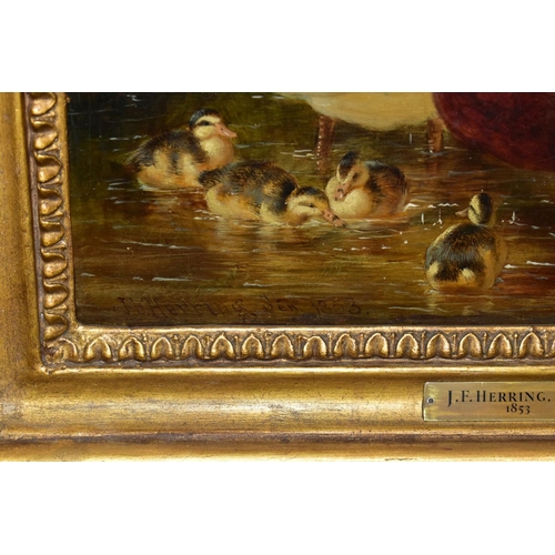 561 - JOHN FREDERICK HERRING (SENIOR 1795 - 1865) DUCKS AND DUCKLINGS IN WATER, foliage behind, signed and... 