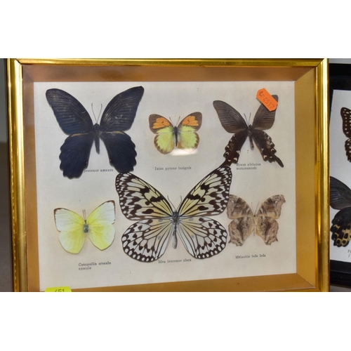 651 - LEPIDOPTEROLOGY, three glazed display cases of butterflies, all with labels, sizes of frames 25.8cm ... 