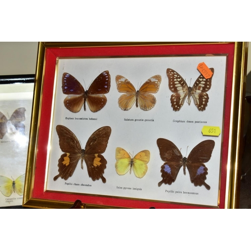 651 - LEPIDOPTEROLOGY, three glazed display cases of butterflies, all with labels, sizes of frames 25.8cm ... 