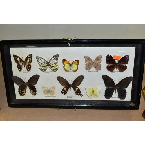 651 - LEPIDOPTEROLOGY, three glazed display cases of butterflies, all with labels, sizes of frames 25.8cm ... 