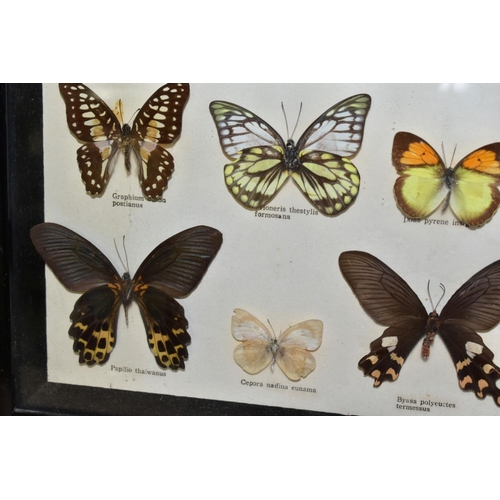 651 - LEPIDOPTEROLOGY, three glazed display cases of butterflies, all with labels, sizes of frames 25.8cm ... 