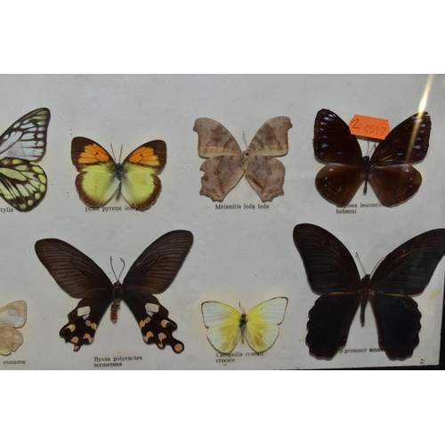 651 - LEPIDOPTEROLOGY, three glazed display cases of butterflies, all with labels, sizes of frames 25.8cm ... 