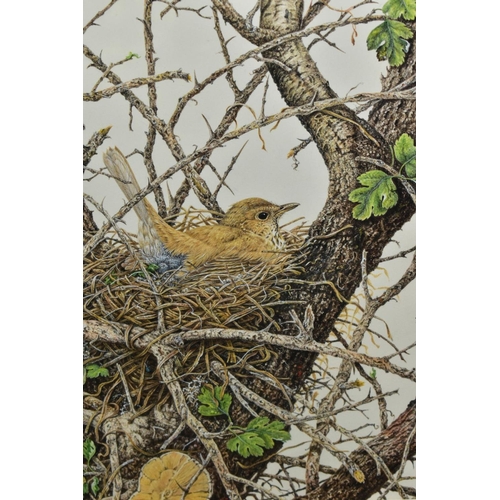 714 - PETER LINDSEY (BRITISH 20TH CENTURY) a Song Thrush sitting on a nest in an oak tree, signed lower ri... 