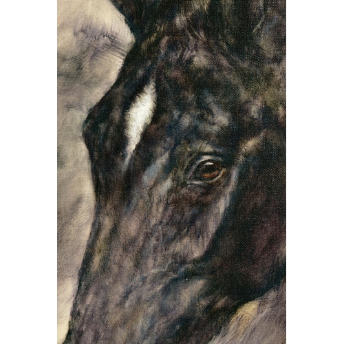 310 - GARY BENFIELD (BRITISH 1965) 'MIDNIGHT', a limited edition head portrait of a black horse 72/95, sig... 