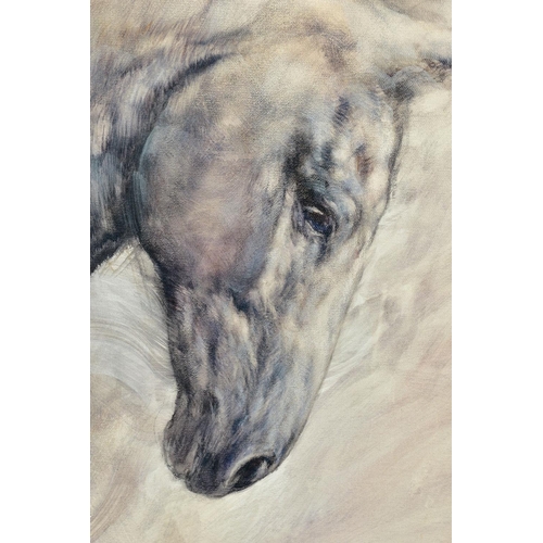 316 - GARY BENFIELD (BRITISH 1965) 'MOONLIGHT', an artist proof print portrait of a white horse 5/20, sign... 