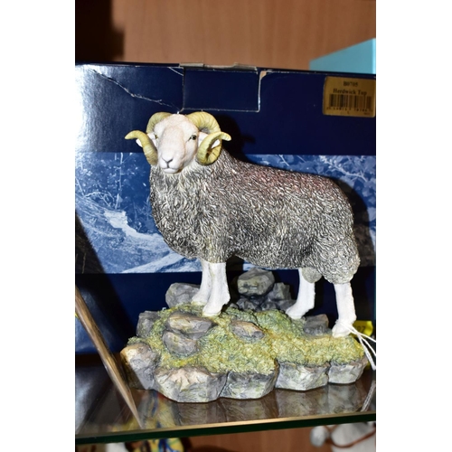 397 - A BOXED BORDER FINE ARTS LIMITED EDITION SCULPTURE, 'Herdwick Tup', model No 0705 by Ray Ayres, No 4... 