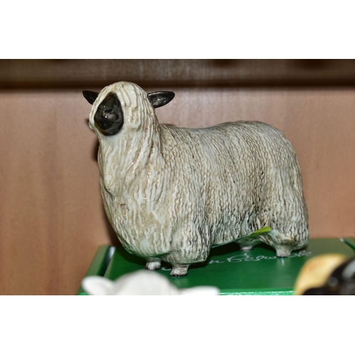 407 - THREE BOXED BESWICK RARE BREED SHEEP, comprising 'Cotswold Sheep' No 4122, 'Wensleydale Sheep' No 41... 