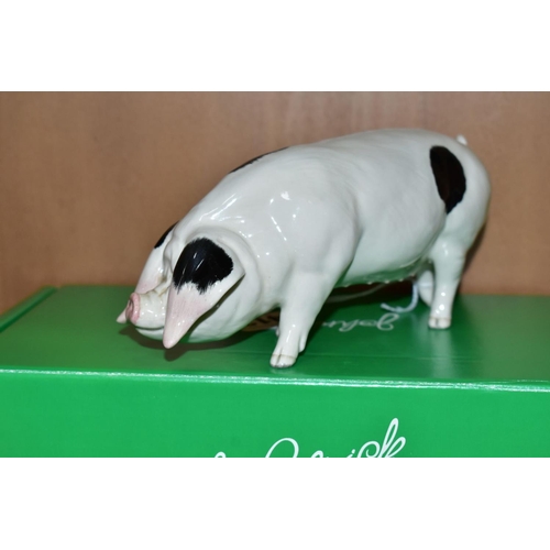 413 - A BESWICK RARE BREED GLOUCESTER OLD SPOT, No 4116, designed by Robert Donaldson, Beswick crest backs... 