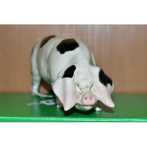 413 - A BESWICK RARE BREED GLOUCESTER OLD SPOT, No 4116, designed by Robert Donaldson, Beswick crest backs... 