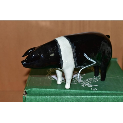 415 - A BESWICK WESSEX SADDLEBACK BOAR, Ch 'fairacre Viscount 3rd' Nom 1512, designed by Colin Melbourne, ... 